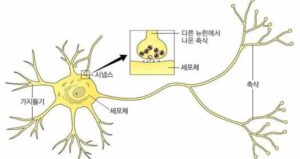 시냅스