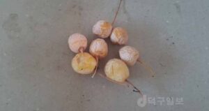 은행알의 효능